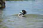 swimming Frensh-Bulldog-Pointer