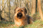 lying Briard-Mongrel