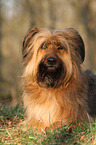 lying Briard-Mongrel