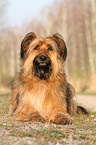 lying Briard-Mongrel