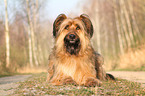 lying Briard-Mongrel