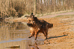 running Briard-Mongrel