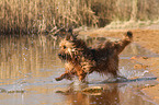 running Briard-Mongrel