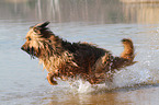 running Briard-Mongrel