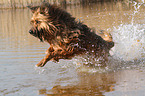 running Briard-Mongrel