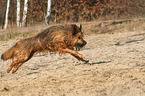 running Briard-Mongrel