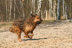 running Briard-Mongrel