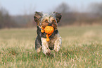 playing Yorkshire-Terrier-Mongrel