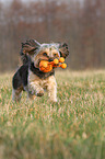 playing Yorkshire-Terrier-Mongrel