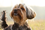 Yorkshire-Terrier-Mongrel Portrait