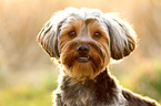 Yorkshire-Terrier-Mongrel Portrait