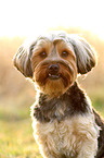 Yorkshire-Terrier-Mongrel Portrait