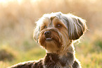 Yorkshire-Terrier-Mongrel Portrait