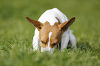 Jack-Russell-Terrier-Mongrel