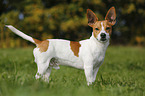 Jack-Russell-Terrier-Mongrel