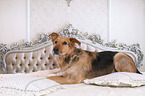 lying Airedale-Terrier-Shepherd