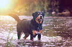 wet Bernese-Mountain-Dog-Mongrel