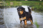 wet Bernese-Mountain-Dog-Mongrel