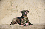 Cane-Corso-Mongrel