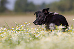 Border-Collie-Mongel Portrait