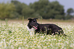 Border-Collie-Mongel