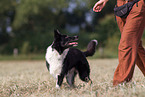 walking Border-Collie-Mongel