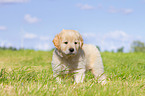 Puppy in the meadow