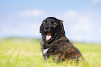 Puppy in the meadow