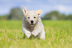 Puppy in the meadow