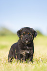 Puppy in the meadow