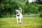 running Boxer-Pointer