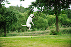 jumping Boxer-Pointer