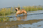 running Shih-Tzu-Mongrel