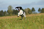 running Pointer-Beagle