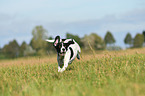 running Pointer-Beagle