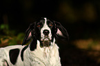 Pointer-Beagle Portrait