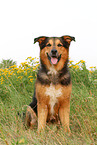 sitting Bernese-Mountain-Dog-Shepherd