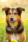 Bernese-Mountain-Dog-Shepherd Portrait