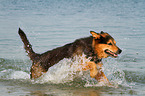 running Bernese-Mountain-Dog-Shepherd