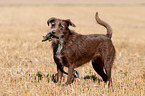 Labrador-Retriever-German-Wirehaired-Pointer