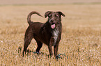 Labrador-Retriever-German-Wirehaired-Pointer