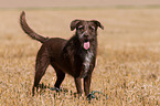 Labrador-Retriever-German-Wirehaired-Pointer