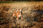 walking Podenco-Mongrel