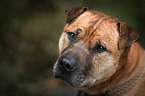 Staffordshire-Terrier-Mongrel Portrait