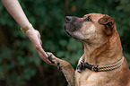 Staffordshire-Terrier-Mongrel gives paw