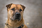 Staffordshire-Terrier-Mongrel Portrait