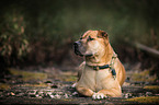 lying Staffordshire-Terrier-Mongrel