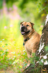 sitting Staffordshire-Terrier-Mongrel