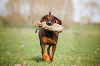 retrieving Hanoverian-Hound-Austrian-Black-and-Tan-Hound