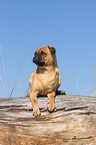 lying Pug-Pinscher